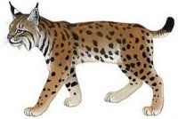 Lucid Lynx